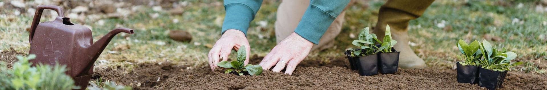 planting